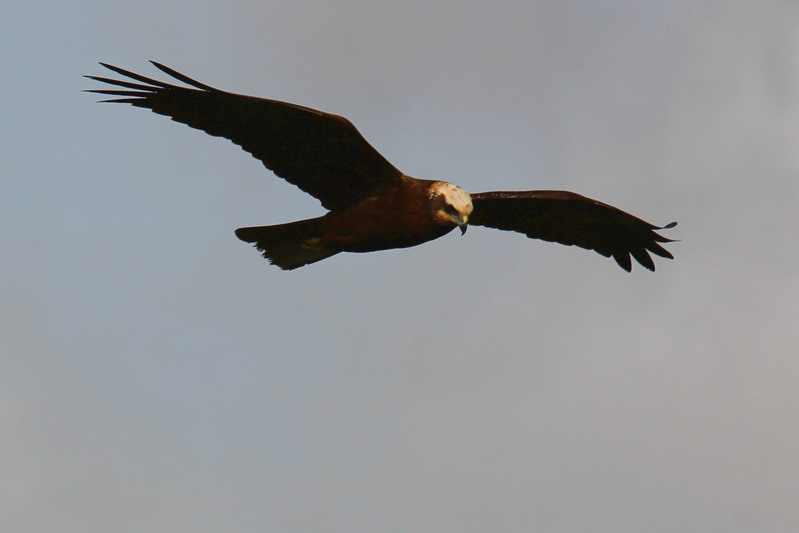 Falco di palude?